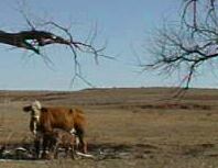 Cows with calves