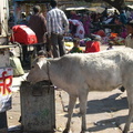 Jodphur, India in the state of Rajisthan.