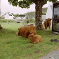 Scotland Phone Booth