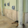 Mugla. Dog guarding the payphones.