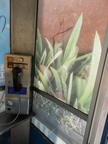 Arted up phone booth at 66th Street and West End Avenue.