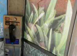 The High Line’s Phone Booth Art