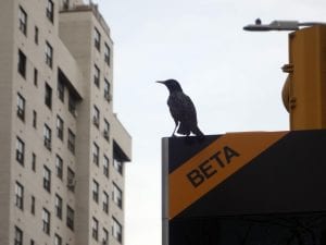 Bird on a Link.