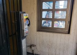 Corner Office Payphone With a Window View. 718-476-8903