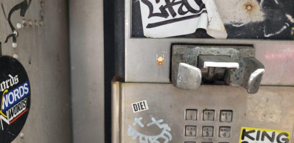 Spider-Webbed Payphone in Gowanus